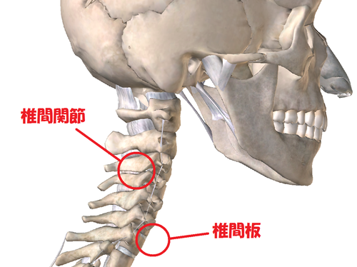 椎間関節性頚部痛とは？｜岡山市南区・中区ジール鍼灸整骨院